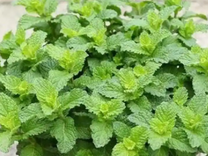 What does catnip do to cats​