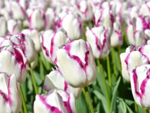 Are tulips toxic to cats​